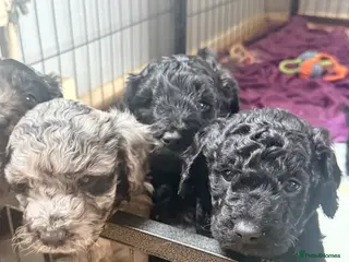 Mini Goldendoodle dogs Beautiful litter of goldendoodles - Advert 9