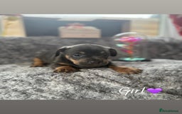 Miniature Dachshund dogs for sale: Minature dachound puppies  - Image 4