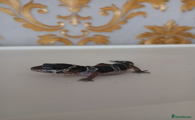 Leopard Gecko reptiles - Advert 1
