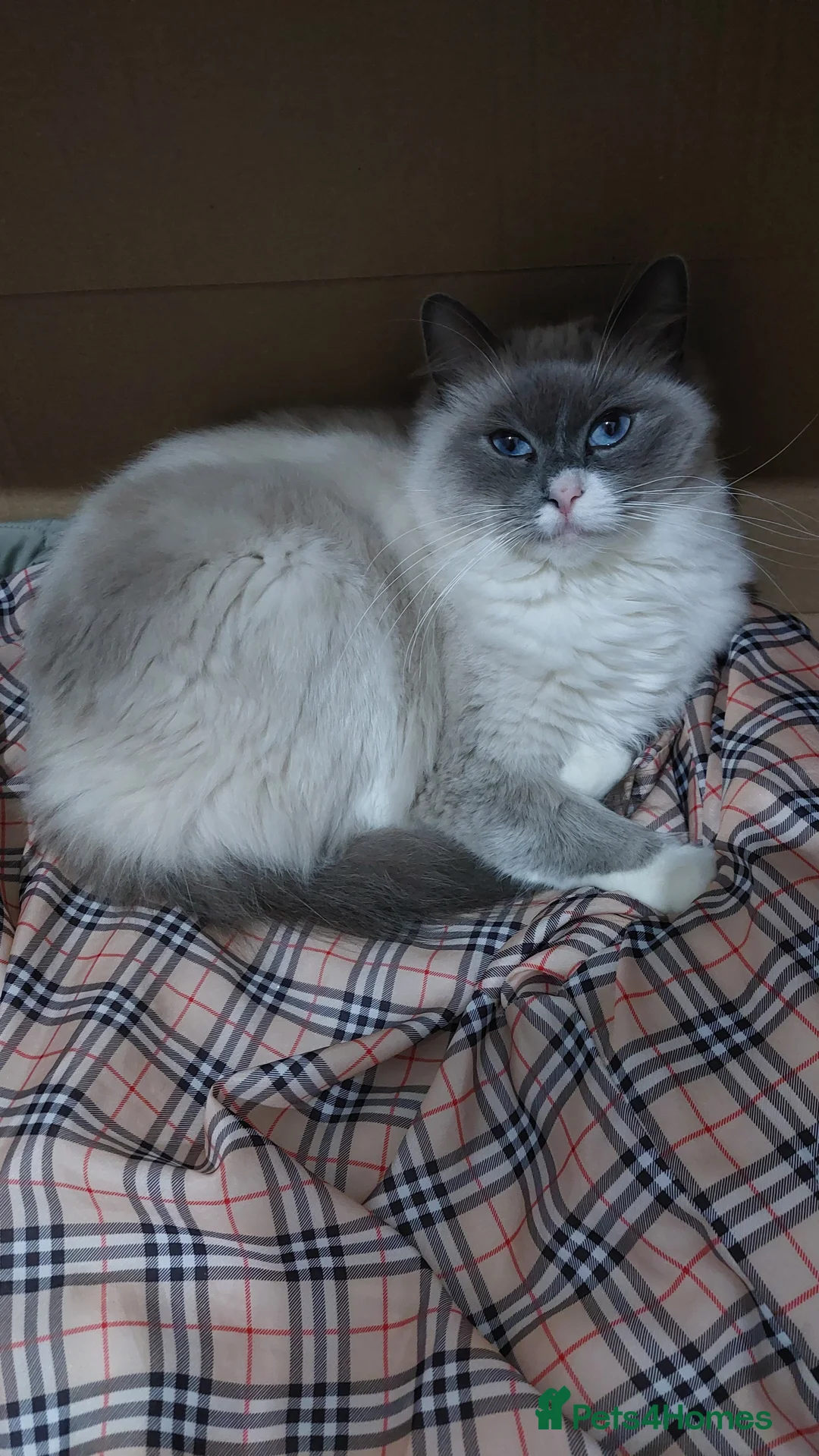 Ragdoll cats for sale: Beautiful Ragdoll Princess  - Advert 18