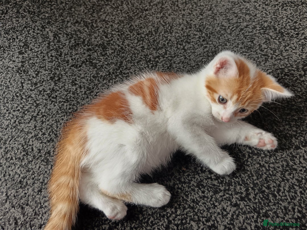Mixed Breed cats for sale: 3 Gorgeous Kittens - Image 6