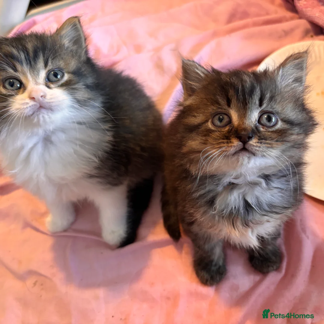 British Longhair cats for sale: Long hair tabby kittens ready to go - Advert 18