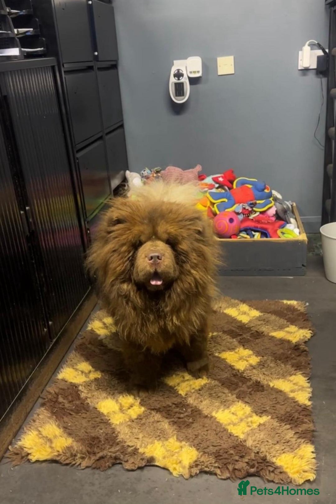 Chow Chow dogs for sale: Extremely Rare solid lilac male chow chow puppy  - Advert 6