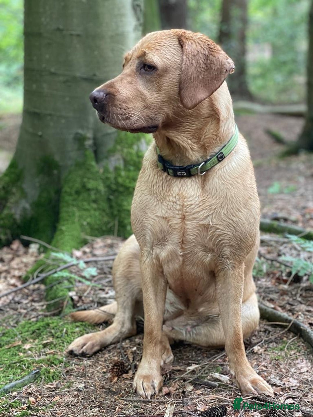 Labrador Retriever dogs for sale: Labrador puppies  - Advert 1