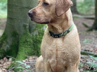 Labrador Retriever dogs Labrador puppies - Advert 1