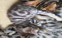 Bengal cats for sale: Bengal kittens. Absolutely beautiful!  - Image 11