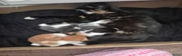 Mixed Breed cats for sale: 4 kittens for sale  in Coventry - Advert 2