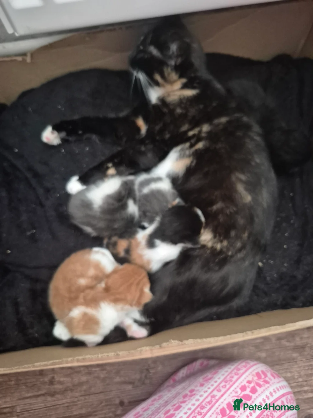 Mixed Breed cats for sale: 4 kittens for sale  in Coventry - Advert 2