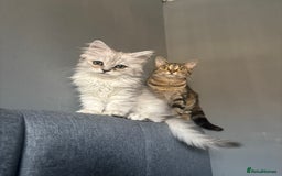 Ragdoll cats for sale: Ragdoll and Persian mixed kitty - Image 5