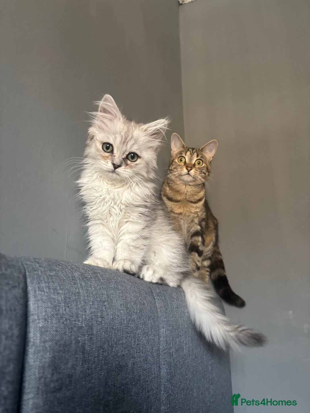 Ragdoll cats for sale: Ragdoll and Persian mixed kitty - Image 5