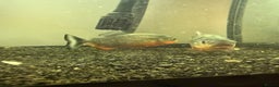 Cichlids fish for sale: Convict Cichlids and Albino for SALE! - Advert 13