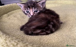 Mixed Breed cats for sale: 4  GORGEOUS TABBY/TORTOISHELL GIRLS.   - Image 29
