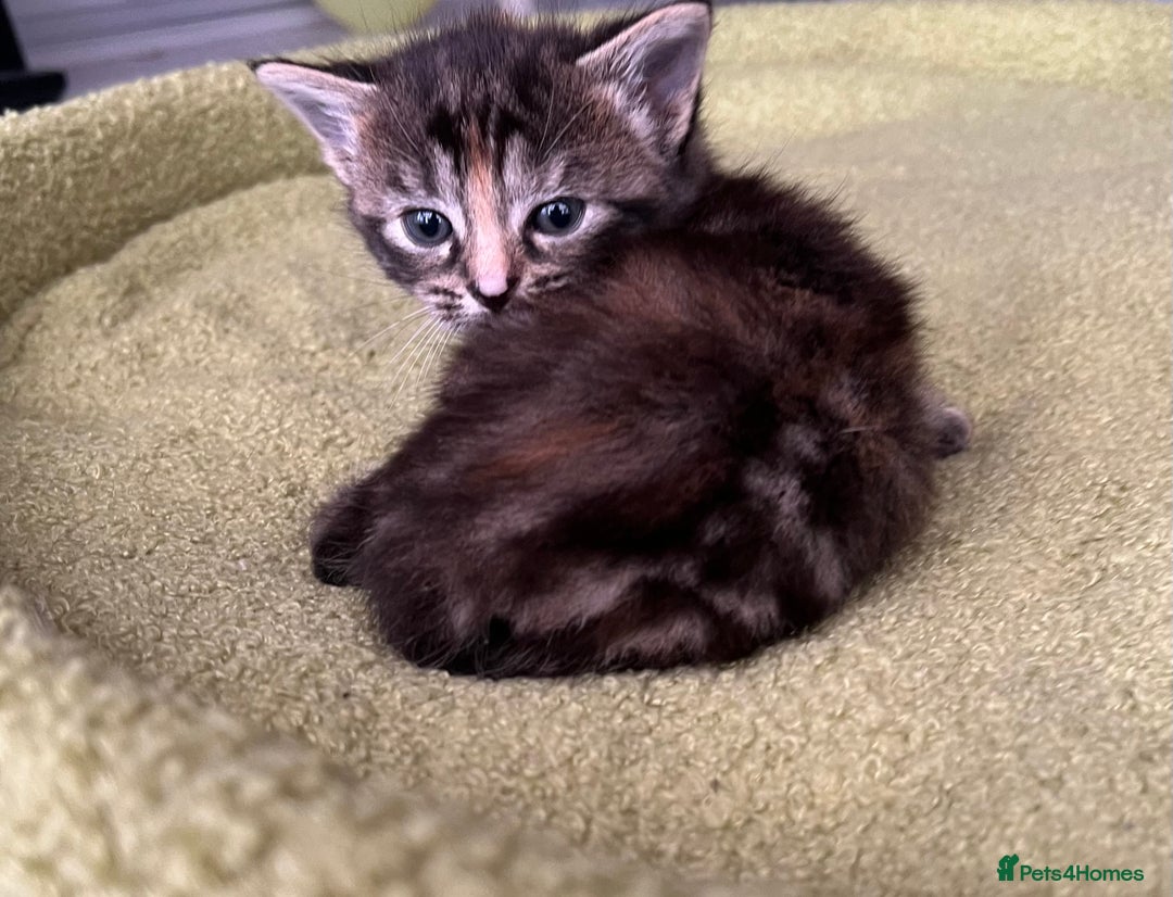 Mixed Breed cats for sale: 4  GORGEOUS TABBY/TORTOISHELL GIRLS.   - Image 29