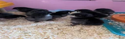Chickens poultry for sale: Black copper marans/ australorp chicks  - Advert 3