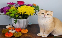 British Shorthair cats for sale: TICA REGISTERED Golden Chinchilla Girl - Image 7