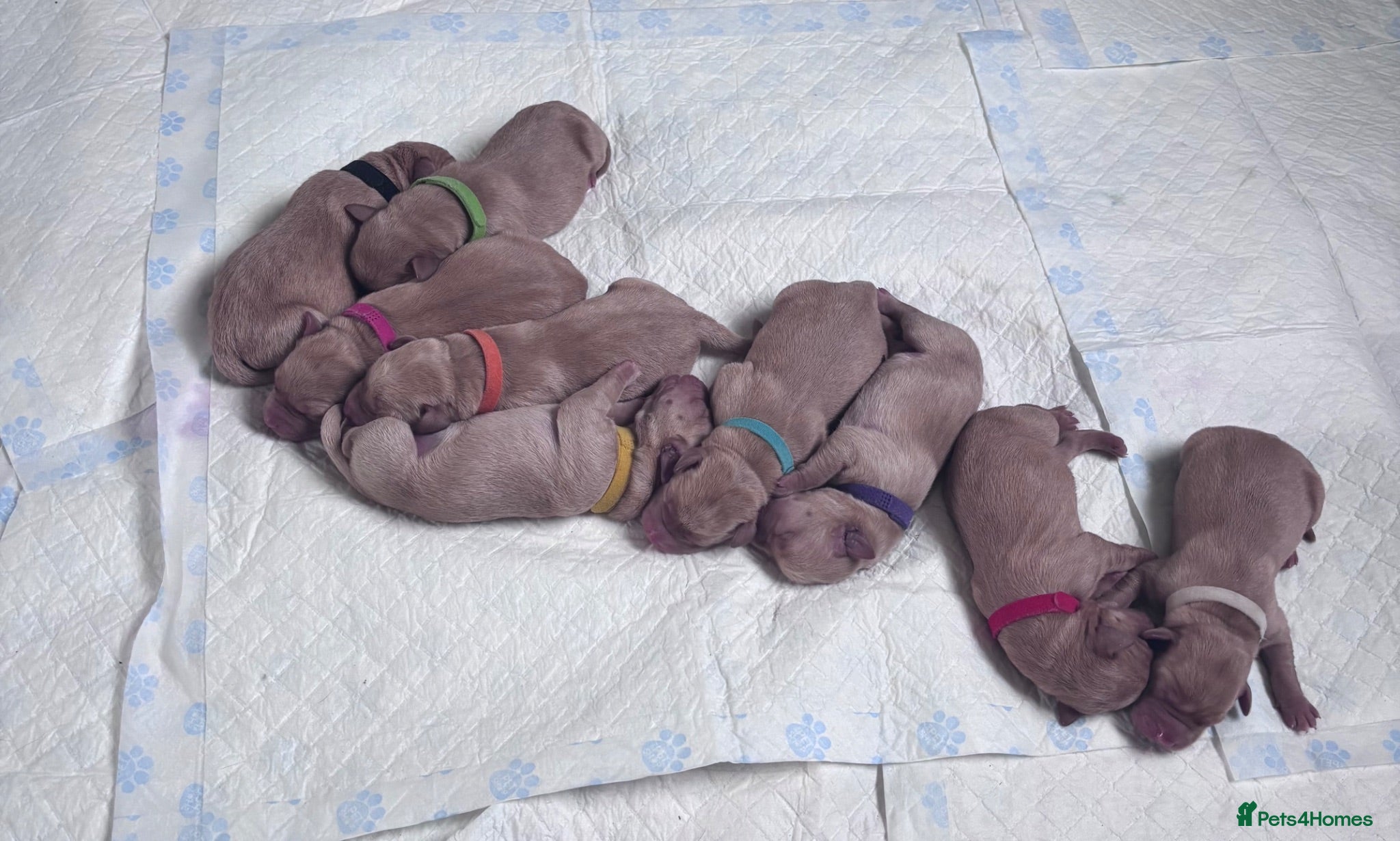 Labrador Retriever dogs Gorgeous labs  - Advert 4