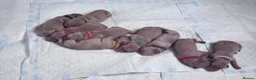 Labrador Retriever dogs for sale: Gorgeous labs  - Advert 1