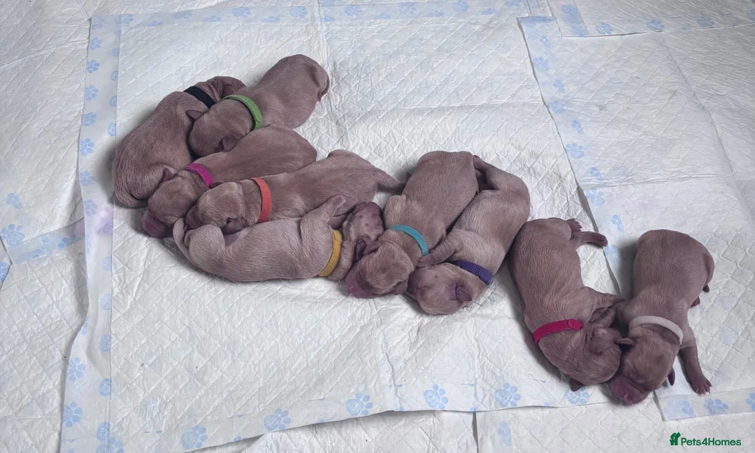 Labrador Retriever dogs for sale: Gorgeous labs  - Advert 1
