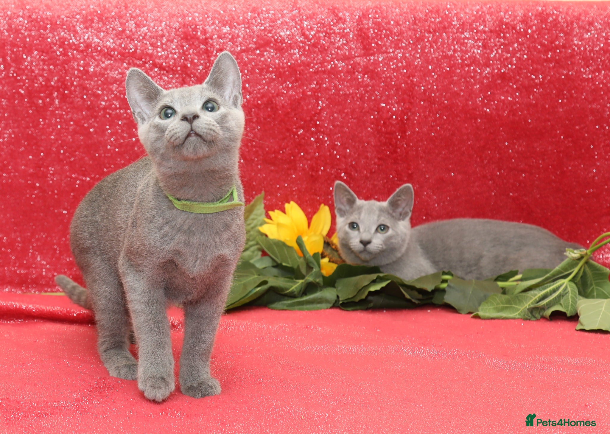Russian Blue cats Beautiful Russian Blue Kittens  - Advert 2