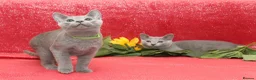 Russian Blue cats for sale: Beautiful Russian Blue Kittens  - Advert 1