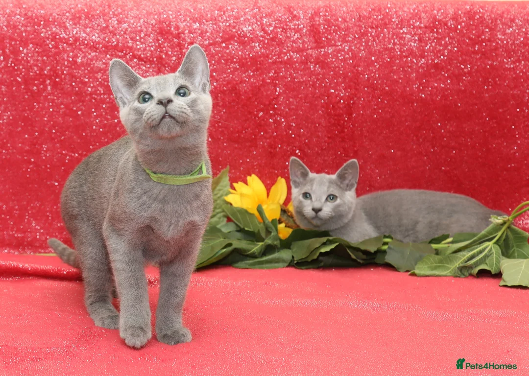 Russian Blue cats for sale: Beautiful Russian Blue Kittens  - Advert 1