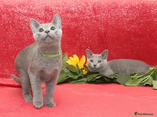 Russian Blue cats Beautiful Russian Blue Kittens - Advert 2