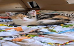 Maine Coon cats for sale: 😽 Cuddly Maine coon kittens 😽 in Preston - Image 37