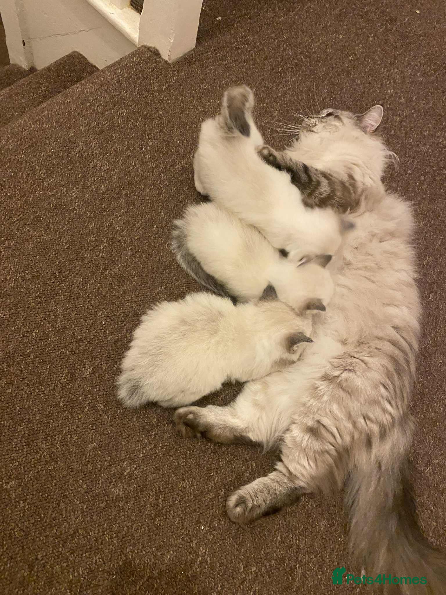 Ragdoll cats Beautiful Ragdol Kittens  - Advert 5