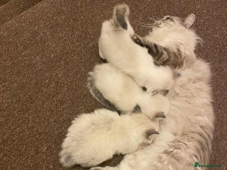 Ragdoll cats Beautiful Ragdol Kittens - Advert 4