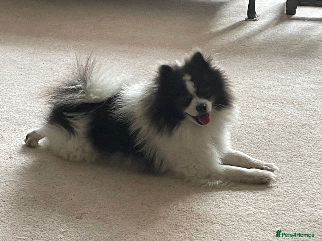 Pomeranian dogs for stud: Pomeranian from champion bloodlines for stud: £250 - Image 6