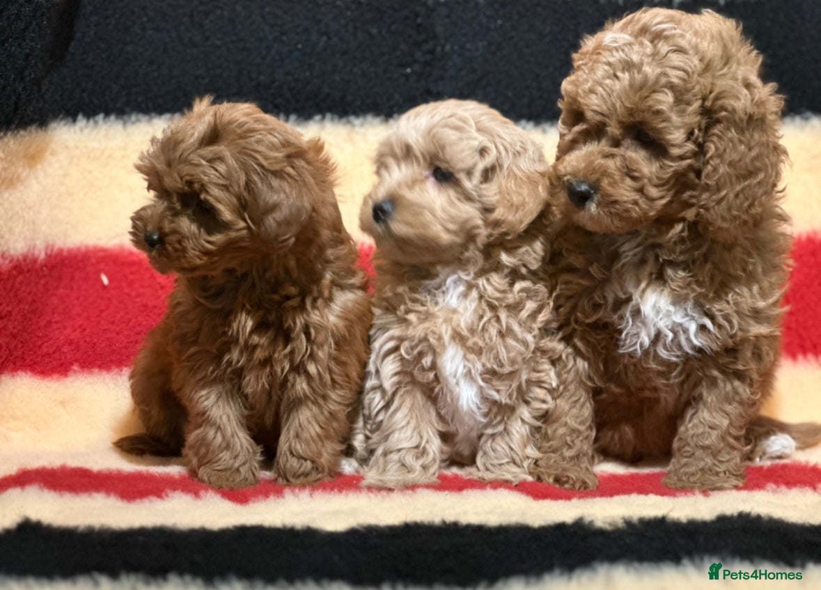 Mixed Breed dogs Beautiful Cavapoochon litter  - Advert 1