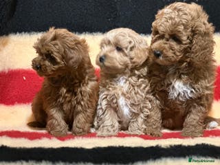 Mixed Breed dogs Beautiful Cavapoochon litter - Advert 1
