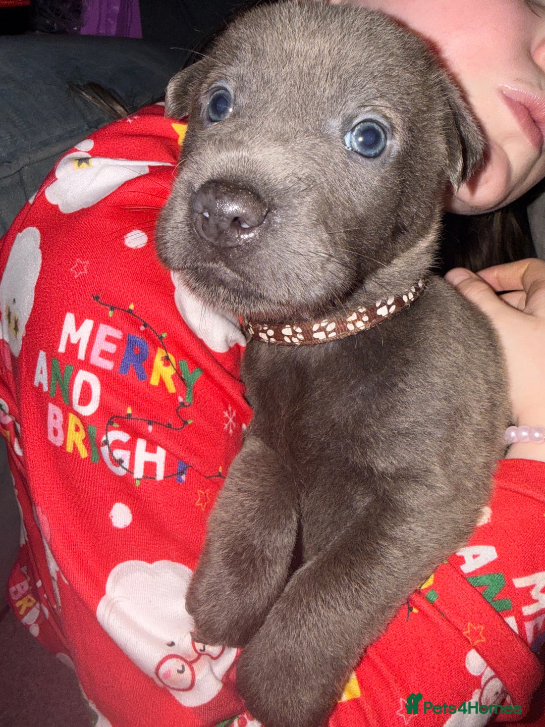 Mixed Breed dogs for sale: Ready 12 Jan Sharpei x Rhodesian ridgeback Hybrid - Advert 22