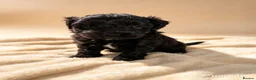 Maltipoo dogs for sale: Beautiful Korean tiny Maltipoo girls  - Advert 3