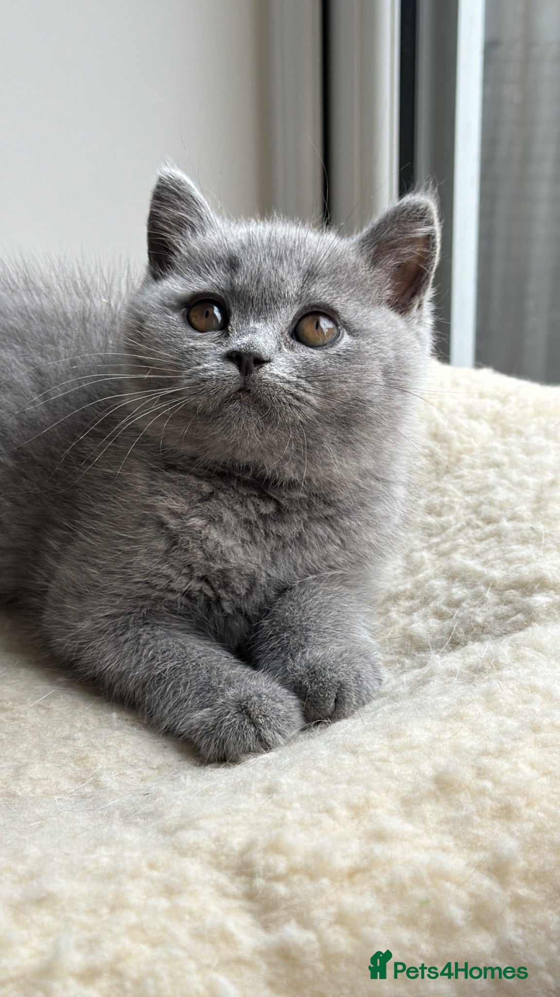 British Shorthair cats Blue BSH kittens excellent quality Tica reg - Advert 6