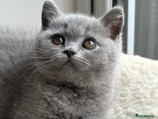 British Shorthair cats Blue BSH kittens excellent quality Tica reg - Advert 6