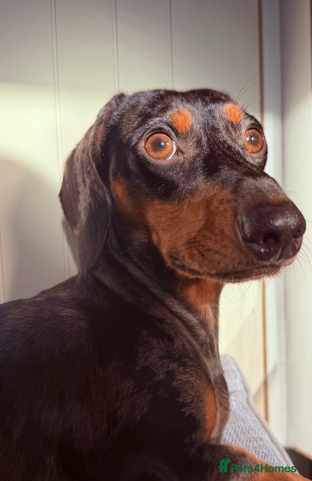 Miniature Dachshund dogs for stud: Miniature dapple dachshund  - Advert 1