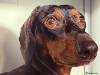 Miniature Dachshund dogs Miniature dapple dachshund - Advert 2