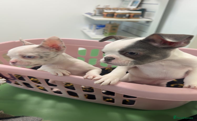 French Bulldog dogs - Advert 4