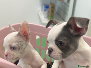 French Bulldog dogs - Advert 31
