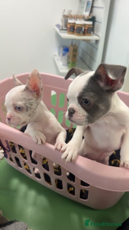 French Bulldog dogs - Advert 4
