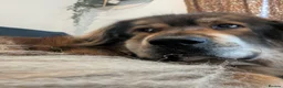 Tibetan Mastiff dogs for sale: A Wonderful 5 Year Old Female Tibetan Mastiff in Wallsend - Advert 2