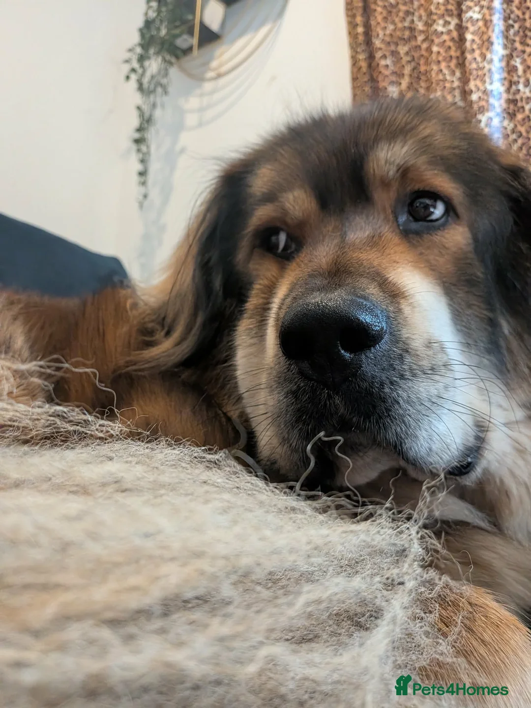 Tibetan Mastiff dogs for sale: A Wonderful 5 Year Old Female Tibetan Mastiff in Wallsend - Advert 2
