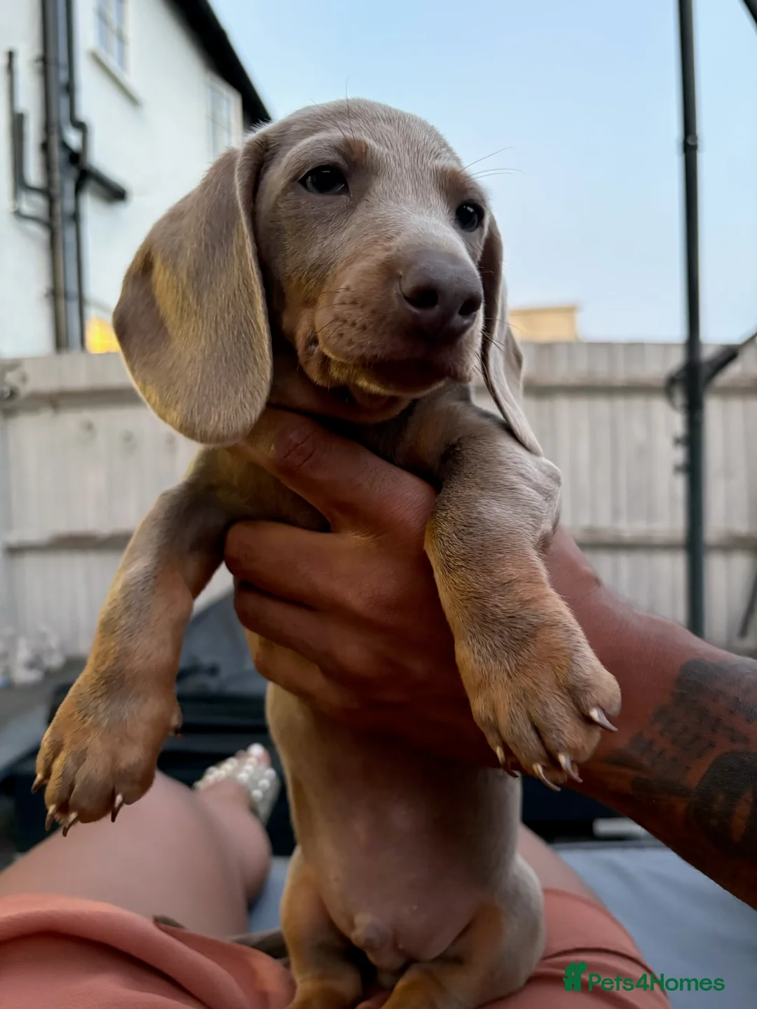 Miniature Dachshund dogs for sale: Dachshund  - Advert 11