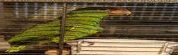 Parrots birds for sale: White Fronted Amazon H/R Silly Tame - Advert 3