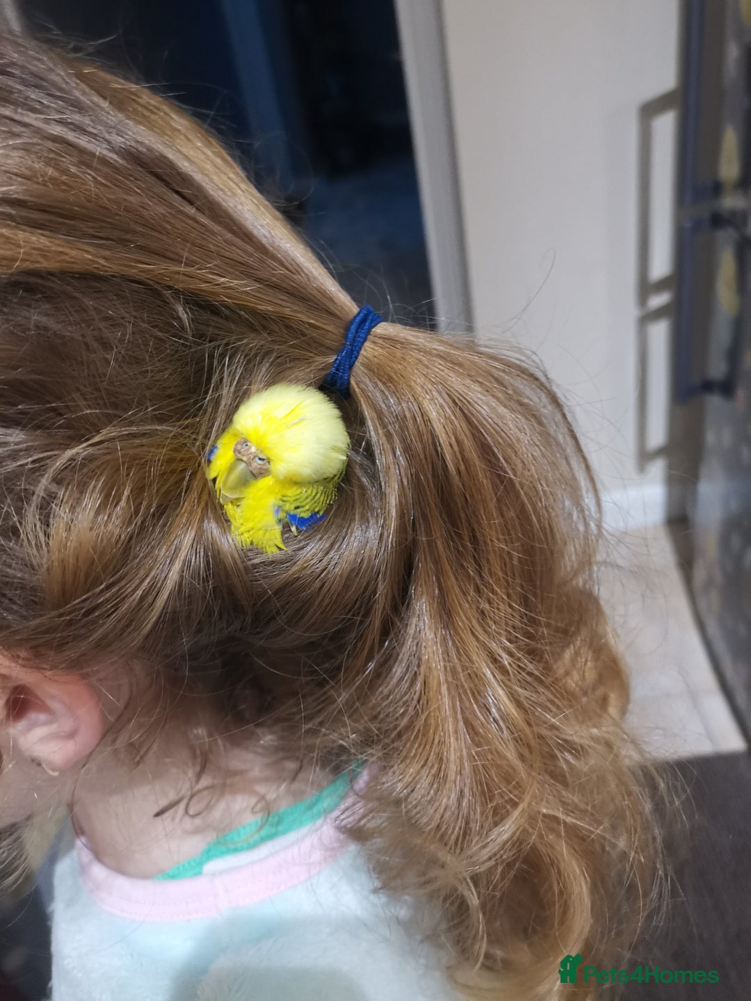 Budgerigars birds for sale: Birds  - Image 7