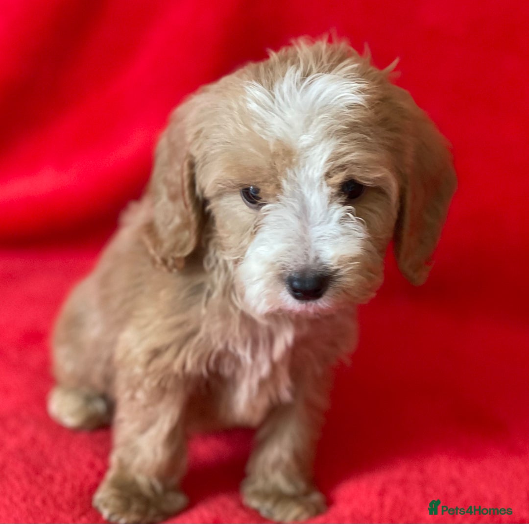 Cockapoo dogs for sale: Adorable cockapoo pups - Image 19
