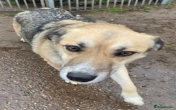 Mixed Breed dogs for adoption: CHLOE - a Lovely mix breed Girl, for a Loving Home - Image 12
