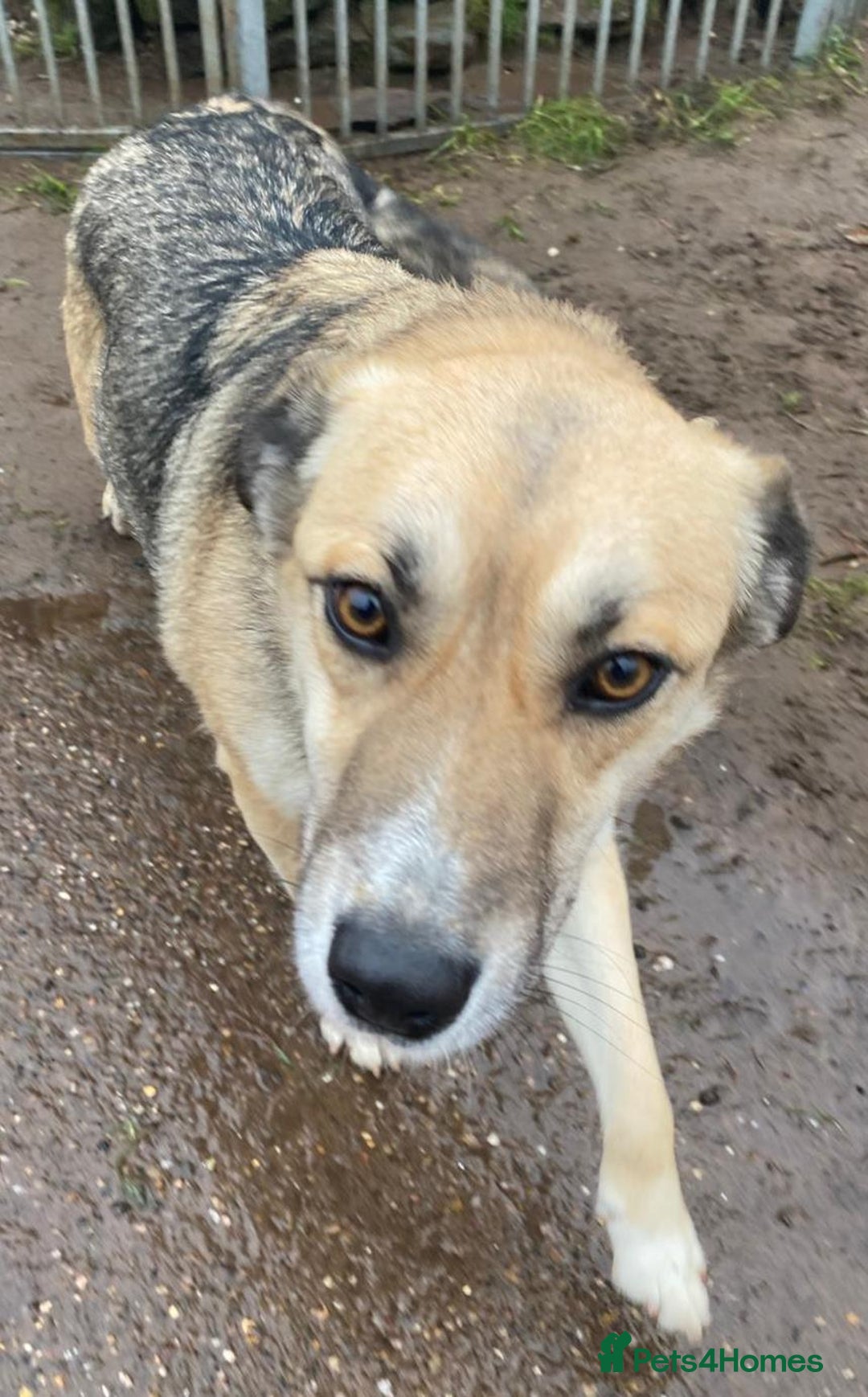 Mixed Breed dogs for adoption: CHLOE - a Lovely mix breed Girl, for a Loving Home - Image 12