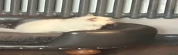 Ragdoll cats for sale: Seal point/seal point mitted and mitted blue point - Advert 8